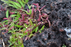 Cyanotis arcotensis